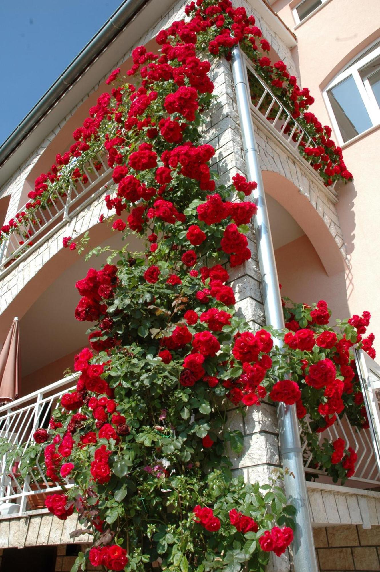 House Maric Apartment Poreč Exterior foto